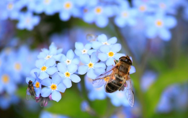 Lire la suite à propos de l’article PW – La protection des abeilles