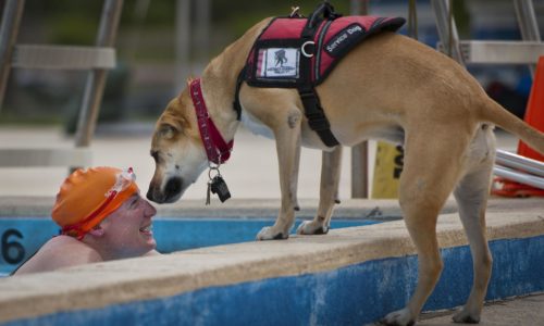 PW – La campagne « Bienvenue aux chiens d’assistance » de l’Agence wallonne pour une vie de qualité (AViQ)
