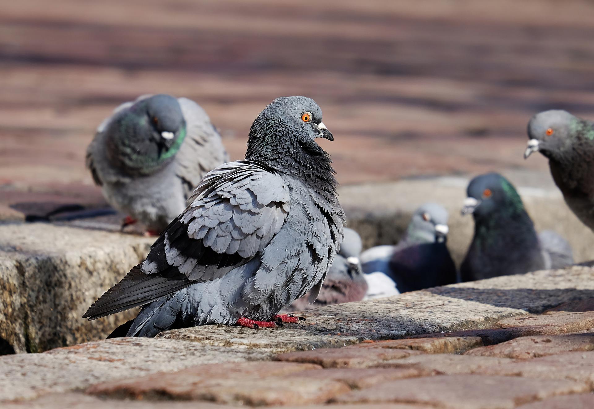 PW – La régulation des pigeons en centre urbain, une question de bien-être animal