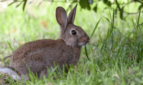 PW – La disparitions des populations de lapins sauvages