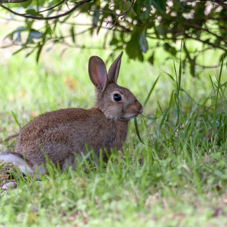 Lire la suite à propos de l’article PW – La disparitions des populations de lapins sauvages